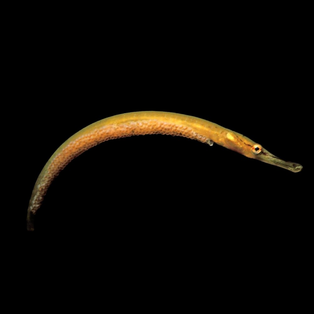 ウェア pipefish Snake Pipefish